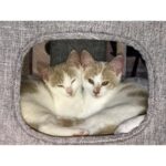 Close2Me Type C Hunde- Katteseng - Billede 7